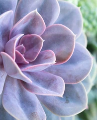 Sistem Penanaman Hidroponik Fht Dft Untuk Sayuran Berdaun