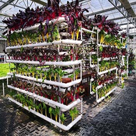 Rumah Hijau Kaca Hidroponik