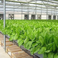 Rumah Hijau Sayuran Daun