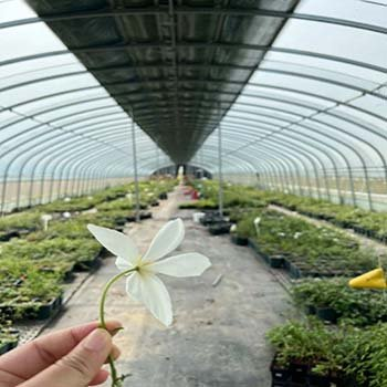 Rumah Hijau Blackout Loji Perubatan