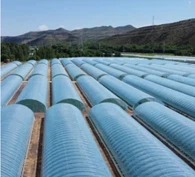 Rumah Hijau Filem Plastik Untuk Pertanian Dengan Automasi Penuh Dengan Penderia Kawalan Alam Sekitar